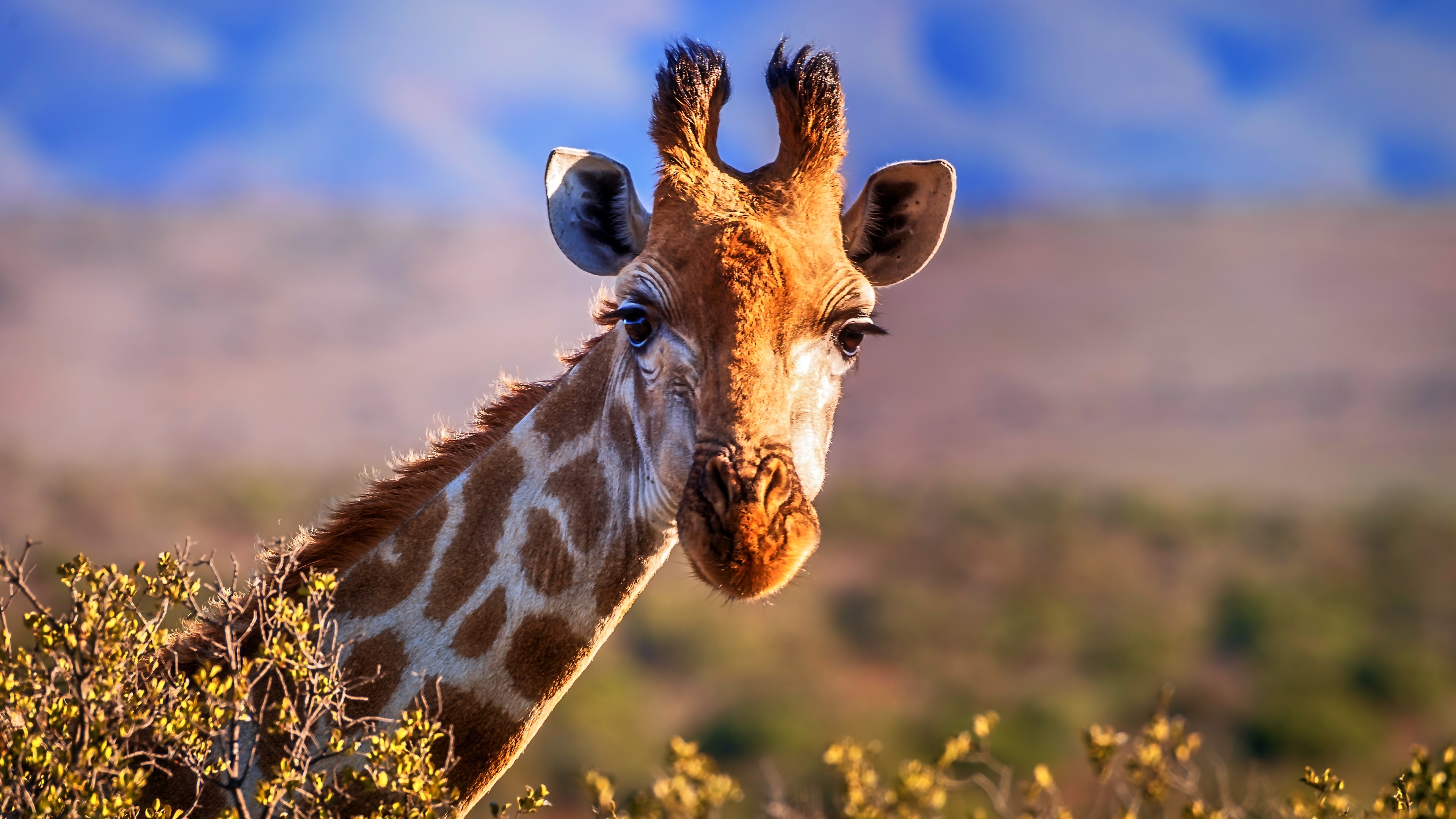 image_girafe